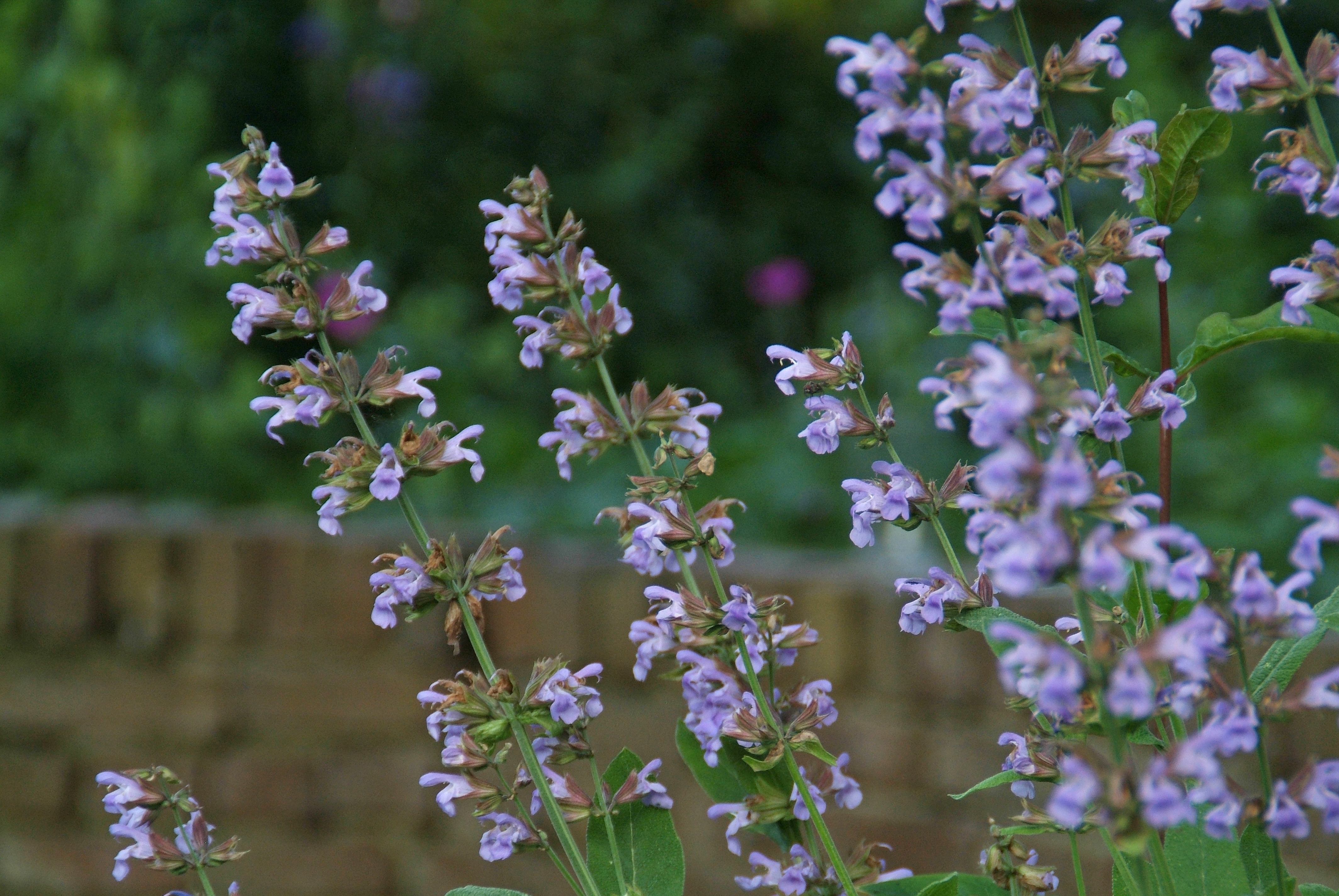 Salvia officinalis Echte salie bestellen